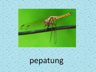 pepatung
 