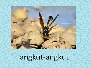 angkut-angkut
 