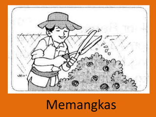 Memangkas
 