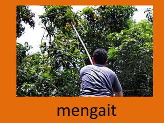 mengait
 