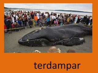 terdampar
 