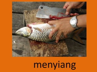menyiang
 