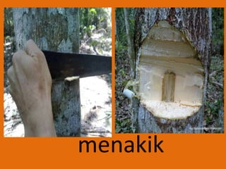 menakik
 