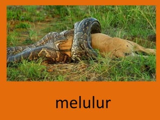 melulur
 