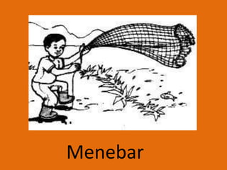 Menebar
 
