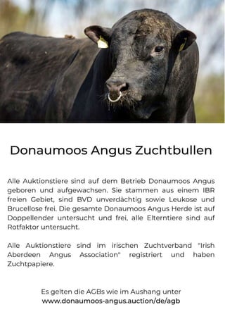 Angus Bulls Catalogue.pdf