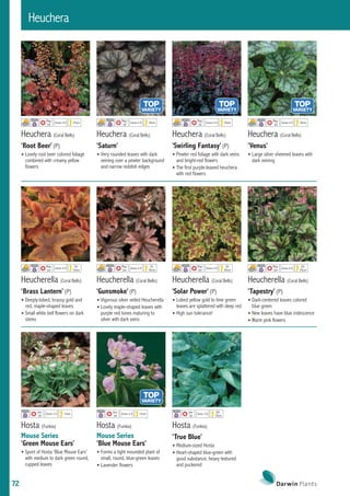50 HOLLYHOCK INDIAN SPRING, Alcea Rosea / True Heirloom / Perennial Deer  Resistant Flower Seeds 