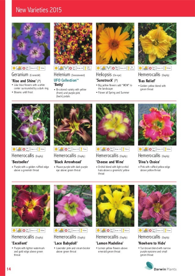 wallpapers White Flower With Dark Blue Center katalog darwin plants 2015