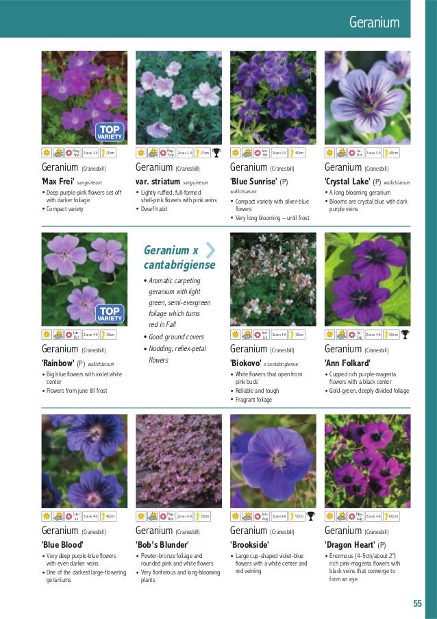 pics White Flower With Dark Blue Center katalog darwin plants 2015
