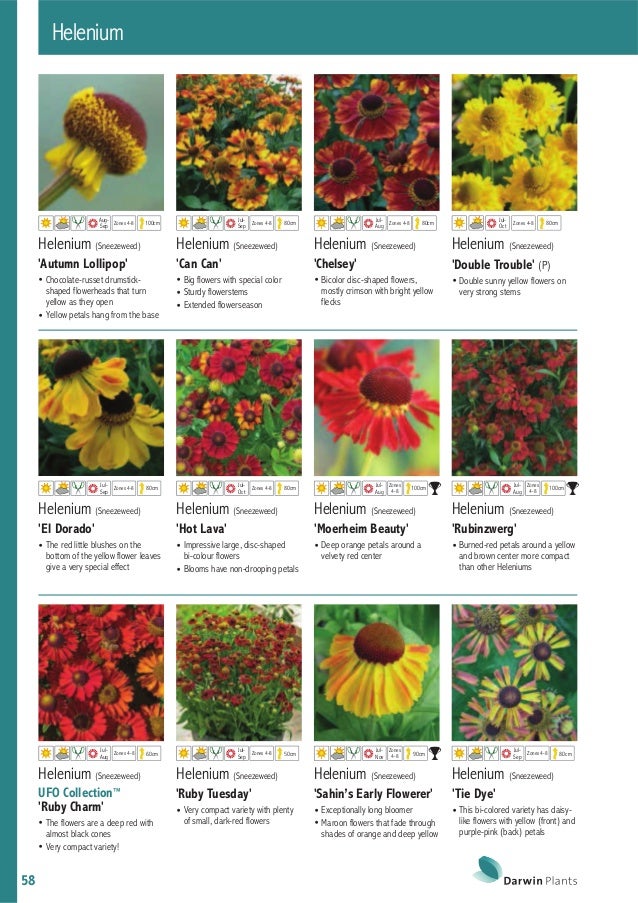 Katalog Darwin Plants 2015