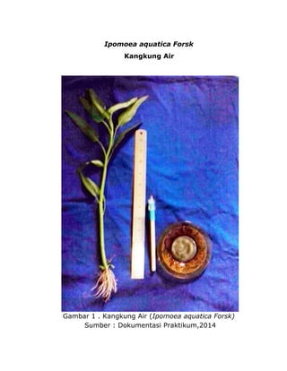 Ipomoea aquatica Forsk 
Kangkung Air 
Gambar 1 . Kangkung Air (Ipomoea aquatica Forsk) 
Sumber : Dokumentasi Praktikum,2014 
 