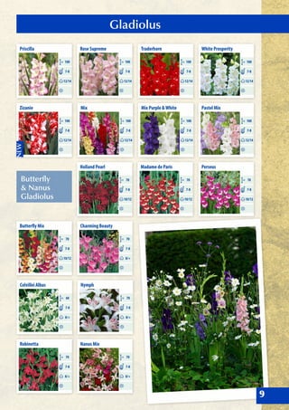 Priscilla
CM 100
12/14
7-8
Zizanie
CM 100
12/14
7-8
Mix Purple &White
CM 100
12/14
7-8
White Prosperity
CM 100
12/14
7-8
Mix
CM 100
12/14
7-8
Rose Supreme
CM 100
12/14
7-8
Pastel Mix
CM 100
12/14
7-8
Traderhorn
CM 100
12/14
7-8
Holland Pearl
CM 70
10/12
7-8
Madame de Paris
CM 70
10/12
7-8
Perseus
CM 70
10/12
7-8
Butterfly Mix
CM 70
10/12
7-8
Charming Beauty
CM 70
8/+
7-8
Nymph
CM 70
8/+
7-8
Colvillei Albus
CM 60
8/+
7-8
Robinetta
CM 70
8/+
7-8
Nanus Mix
CM 70
8/+
7-8
Butterfly
& Nanus
Gladiolus
Gladiolus
9
 