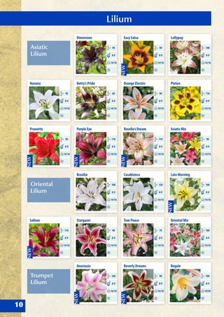 Lilium
10
Asiatic
Lilium
Oriental
Lilium
Trumpet
Lilium
Dimension
CM 90
14/16
8-9
Netty’s Pride
CM 60
14/16
8-9
Purple Eye
CM 110
14/16
8-9
Brasilia
CM 100
14/16
8-9
Stargazer
CM 90
14/16
8-9
Anastasia
CM 160
16/18
8-9
Salinas
CM 110
14/16
8-9
Casablanca
CM 120
14/16
8-9
Tom Pouce
CM 70
14/16
8-9
Beverly Dreams
CM 90
16/18
8-9
Late Morning
CM 100
14/16
8-9
Oriental Mix
CM 100
14/16
8-9
Regale
CM 100
18/20
8-9
Navona
CM 90
14/16
8-9
Prunotto
CM 90
14/16
8-9
Easy Salsa
CM 90
14/16
8-9
Orange Electric
CM 90
14/16
8-9
Rosella’s Dream
CM 110
14/16
8-9
Lollypop
CM 100
14/16
8-9
Pieton
CM 110
14/16
8-9
Asiatic Mix
CM 90
14/16
8-9
 