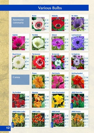 Various Bulbs
12
Anemone
coronaria
Canna
Bicolor
CM 25
6/7
6-7
The Bride
CM 25
6/7
6-7
The Governor
CM 25
6/7
6-7
Sylphide
CM 25
6/7
6-7
Mount Everest
CM 25
6/7
6-7
Hollandia
CM 25
6/7
6-7
Admiral
CM 25
6/7
6-7
De Caen mix
CM 25
6/7
6-7
Mr. Fokker
CM 25
6/7
6-7
Lord Lieutenant
CM 25
6/7
6-7
St. Brigid mix
CM 25
6/7
6-7
Picasso
CM 120
I
8-10
Wyoming
CM 120
I
8-10
The President
CM 120
I
8-10
Pink Futurity
CM 120
I
8-10
Yellow King Humbert
CM 120
I
8-10
Red King Humbert
CM 120
I
8-10
(MINI) Cherry Red
CM 60
I
8-10
(MINI) Pretoria
CM 60
I
8-10
(MINI) Lucifer
CM 60
I
8-10
(MINI) Orchid
CM 60
I
8-10
(MINI) Golden Lucifer
CM 60
I
8-10
 