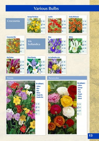 Crocosmia
Iris
hollandica
Various Bulbs
13
George Davidson
CM 35
8/10
7-10
Crocosmia Mix
CM 35
6/+
7-10
Lucifer
CM 70
10/12
7-10
Emily McKenzie
CM 35
6/+
7-10
Blue
CM 50
7/8
6-7
Iris hollandica mix
CM 50
7/8
6-7
Silver Beauty
CM 50
7/8
6-7
White
CM 50
7/8
6-7
Red Ember
CM 50
7/8
6-7
Freesia
CM 30
5/+
7-9
In colours:
•Yellow
• Blue
• Red
•White
• Single Mix
• Double Mix
Ranunculus
CM 35
6/7
6-7
In colours:
•Yellow
• Orange
• Red
• Pink
• Purple
•White
• Mixed
 