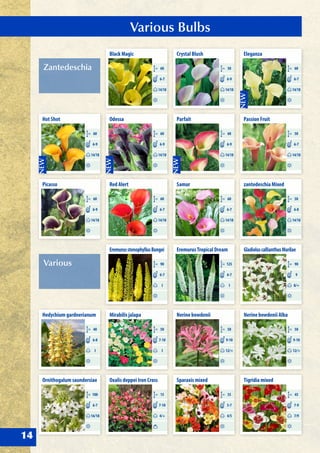 Various Bulbs
14
Various
EremurusstenophyllusBungei
CM 90
I
6-7
Mirabilis jalapa
CM 50
I
7-10
Hedychium gardnerianum
CM 40
I
6-8
Ornithogalum saundersiae
CM 100
16/18
6-7
EremurusTropical Dream
CM 125
I
6-7
Nerine bowdenii
CM 50
12/+
9-10
Sparaxis mixed
CM 35
4/5
5-7
GladioluscallianthusMurilae
CM 90
8/+
9
Nerine bowdenii Alba
CM 50
12/+
9-10
Tigridia mixed
CM 45
7/9
7-9
Oxalis deppei Iron Cross
CM 15
4/+
7-10
Zantedeschia
Black Magic
CM 60
14/18
6-7
Odessa
CM 60
14/18
6-9
Red Alert
CM 60
14/18
6-7
Hot Shot
CM 60
14/18
6-9
Picasso
CM 60
14/18
6-9
Crystal Blush
CM 50
14/18
6-9
Parfait
CM 60
14/18
6-9
Samur
CM 60
14/18
6-7
Eleganza
CM 60
14/18
6-7
Passion Fruit
CM 50
14/18
6-7
zantedeschia Mixed
CM 50
14/18
6-8
 