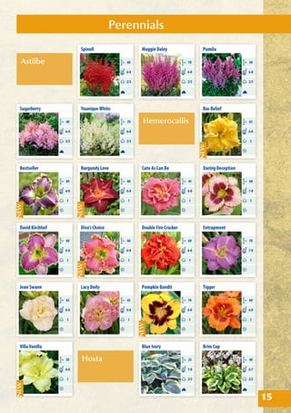 Astilbe
Hosta
Hemerocallis
Perennials
15
Bas Relief
CM 65
I
6-8
Daring Deception
CM 60
I
7-8
Burgundy Love
CM 80
I
6-8
Bestseller
CM 60
I
6-8
David Kirchhof
CM 60
I
6-8
Cute As Can Be
CM 45
I
6-8
Spinell
CM 60
2/3
6-8
Maggie Daley
CM 70
2/3
6-8
Sugarberry
CM 40
2/3
6-8
Pumila
CM 50
2/3
6-8
Blue Ivory
CM 35
2/3
7-8
Brim Cup
CM 40
2/3
6-7
YouniqueWhite
CM 70
2/3
6-8
Pumpkin Bandit
CM 70
I
6-8
Double Fire Cracker
CM 60
I
6-8
Jean Swann
CM 65
I
6-8
VillaVanilla
CM 50
I
6-8
Tigger
CM 60
I
6-8
Entrapment
CM 70
I
7-8
Lacy Doily
CM 45
I
6-8
Diva’s Choice
CM 60
I
6-8
 