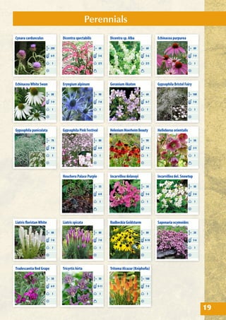 Perennials
19
Dicentra spectabilis
CM 60
2/3
5-6
Dicentra sp. Alba
CM 60
2/3
5-6
Cynara cardunculus
CM 200
I
6-9
Eryngium alpinum
CM 90
I
7-8
Incarvillea delavayi
CM 30
I
5-6
Incarvillea del. Snowtop
CM 30
I
5-6
Rudbeckia Goldsturm
CM 80
I
8-10
Tritoma Alcazar (Kniphofia)
CM 100
I
7-9
Tricyrtis hirta
CM 50
I
9-11
Geranium Akaton
CM 60
I
6-7
HeleniumMoerheimBeauty
CM 90
I
7-9
Saponaria ocymoides
CM 20
I
5-6
Echinacea purpurea
CM 80
I
7-9
EchinaceaWhite Swan
CM 80
I
7-9
Gypsophila Bristol Fairy
CM 100
I
7-8
Gypsophila paniculata
CM 70
I
7-8
Gypsophila Pink Festival
CM 80
I
6-8
Helleborus orientalis
CM 50
I
2-5
Heuchera Palace Purple
CM 55
I
6-8
Liatris floristanWhite
CM 80
I
7-8
Liatris spicata
CM 80
I
7-8
Tradescantia Red Grape
CM 50
I
6-9
 