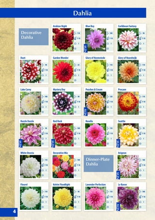 Dahlia
4
Decorative
Dahlia
Dinner-Plate
Dahlia
Arabian Night
CM 110
I
7-10
GardenWonder
CM 65
I
7-10
Red Rock
CM 100
I
7-10
Kelvin Floodlight
CM 90
I
7-10
Mystery Day
CM 90
I
7-10
Decorative Mix
CM 100
I
7-10
Duet
CM 90
I
7-10
Razzle Dazzle
CM 90
I
7-10
Fleurel
CM 110
I
7-10
Lake Carey
CM 100
I
7-10
White Onesta
CM 110
I
7-10
Caribbean Fantasy
CM 90
I
7-10
Glory of Noordwijk
CM 110
I
7-10
Seattle
CM 70
I
7-10
Le Baron
CM 100
I
7-10
Procyon
CM 110
I
7-10
Avignon
CM 100
I
7-10
Blue Boy
CM 100
I
7-10
Glory of Heemstede
CM 110
I
7-10
Rosella
CM 110
I
7-10
Lavender Perfection
CM 110
I
7-10
Peaches & Cream
CM 120
I
7-10
 