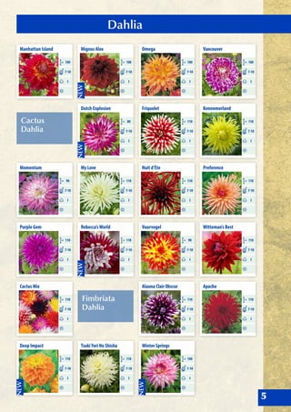 Dahlia
5
Cactus
Dahlia
Fimbriata
Dahlia
Mignus Alex
CM 100
I
7-10
Dutch Explosion
CM 80
I
7-10
Nuit d’Éte
CM 110
I
7-10
TsukiYori No Shisha
CM 110
I
7-10
Manhattan Island
CM 100
I
7-10
Rebecca’sWorld
CM 110
I
7-10
Cactus Mix
CM 110
I
7-10
My Love
CM 110
I
7-10
Momentum
CM 90
I
7-10
Deep Impact
CM 110
I
7-10
Vancouver
CM 100
I
7-10
Witteman’s Best
CM 110
I
7-10
Kennemerland
CM 110
I
7-10
Apache
CM 110
I
7-10
Purple Gem
CM 110
I
7-10
Omega
CM 100
I
7-10
Vuurvogel
CM 90
I
7-10
Friquolet
CM 110
I
7-10
Alauna Clair Obscur
CM 110
I
7-10
Preference
CM 110
I
7-10
Winter Springs
CM 100
I
7-10
 