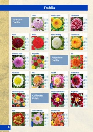 Dahlia
6
Pompon
Dahlia
Anemone
Dahlia
Collarette
Dahlia
Genova
CM 70
I
7-10
Nescio
CM 90
I
7-10
Pompon Mix
CM 90
I
7-10
Polka
CM 90
I
7-10
Teesbrook Audrey
CM 55
I
7-10
Natal
CM 90
I
7-10
Stolze von Berlin
CM 90
I
7-10
Paso Doble
CM 110
I
7-10
Anemone-type Mix
CM 100
I
7-10
Pooh
CM 100
I
7-10
Golden Scepter
CM 90
I
7-10
Petra’sWedding
CM 70
I
7-10
Take Off
CM 110
I
7-10
Impression Fantastico
CM 50
I
7-10
Collarette Mix
CM 80
I
7-10
LittleWilliam
CM 80
I
7-10
Souvenir d’Éte
CM 90
I
7-10
Jive
CM 110
I
7-10
The Phantom
CM 90
I
7-10
Mary Evelyn
CM 90
I
7-10
 