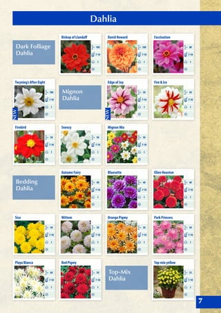 Dark Folliage
Dahlia
Mignon
Dahlia
Bedding
Dahlia
Top-Mix
Dahlia
Dahlia
7
Bishop of Llandaff
CM 100
I
7-10
Sneezy
CM 50
I
7-10
Autumn Fairy
CM 40
I
7-10
Wittem
CM 50
I
7-10
Red Pigmy
CM 50
I
7-10
Twyning’s After Eight
CM 100
I
7-10
Firebird
CM 50
I
7-10
Sisa
CM 50
I
7-10
Playa Blanca
CM 60
I
7-10
David Howard
CM 100
I
7-10
Edge of Joy
CM 50
I
7-10
Mignon Mix
CM 50
I
7-10
Bluesette
CM 40
I
7-10
Orange Pigmy
CM 50
I
7-10
Fascination
CM 80
I
7-10
Fire & Ice
CM 50
I
7-10
Ellen Houston
CM 40
I
7-10
Park Princess
CM 50
I
7-10
Top-mix yellow
CM 35
I
7-10
 
