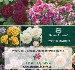 D AV I D A U ST I N ®
Pу сское издание
Купить розы Дэвида Остина оптом в Украине

www.plantarium.com.ua

 