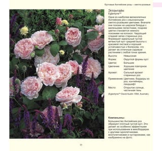 Кустовые Английские розы – светло-розовые

Эглэнтайн

EglantyneTM
Одна из наиболее великолепных
Английских роз с изысканными
светло-розовыми цветками. Вначале
они похожи на широкое блюдце с
маленькими лепестками, позднее
цветки становятся немного
похожими на колокол. Чарующий
сладкий запах старинных роз.
Формирует идеальный густой
ветвистый куст средней высоты с
красивой листвой и хорошей
устойчивостью к болезням, что
делает ее отличным садовым
растением с любой точки зрения.
Высота:
Невысокая
Форма:
Округлой формы куст
Цветки:
Большие
Цветение:
Хорошее повторное
цветение
Аромат:
Сильный аромат
старинных роз
Применение: Цветники, бордюры из
роз, контейнеры,
ландшафт
Место:
Открытое солнце,
частичная тень
(EglantyneTM David Austin 1994, Ausmak).

Компаньоны:
Большинство Английских роз
образуют плотный густой куст. Это
делает их особенно эффектными
при использовании в миксбордерах
с другими однолетниками,
многолетниками и кустарниками, как
изображено на фото.
11

 