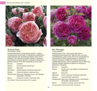 Кустовые Английские pозы – pозовые

Зэ Аник Роуз

Янг Люсидас

The AlnwickTM Rose
Зачаровывающие густомахровые цветки с глубоко
посаженными лепестками, со временем приобретают
широкораскрытую чашевидную форму. Цвет нежнорозовый, чуть светлее по краям. Аромат старинных
роз украшен нотками малины. Сохраняет компактную
форму и цветет почти без перерыва до конца года.
Высота:
Средняя
Форма:
Густой прямостоячий куст
Цветки:
Большие
Цветение:
Превосходное повторное цветение
Аромат:
Сильный аромат старинных роз
Применение: Цветники, бордюры из роз, контейнеры,
ландшафт, изгороди
Место:
Открытое солнце, частичная тень

Young LycidasTM
Изумительный сорт с большими цветками и
очаровательным ароматом. Цветки очень плотные
густомахровые, даже когда полностью раскрываются.
Смешанные оттенки темной маженты, розового и
светло-пурпурного. Обратная сторона лепестков
серебряной окраски. Очень здоровый сорт. В 2009 году
получил первую премию за аромат на конкурсе в
Барселоне, Испания.
Высота:
Средняя
Форма:
Густой куст с дуговидно поникающими
побегами
Цветки:
Большие
Цветение:
Очень хорошее повторное цветение
Аромат:
Сильный букет ароматов
Применение: Цветники, бордюры из роз, контейнеры,
ландшафт, сад ароматов
Место:
Открытое солнце, частичная тень

(The AlnwickTM Rose David Austin 2001, Ausgrab).

14

(Young LycidasTM David Austin 2008, Ausvibrant).

 