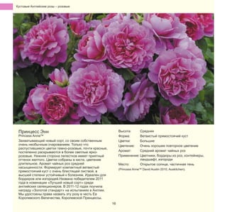 Кустовые Английские pозы – pозовые

Принцесс Энн

Princess AnneTM
Захватывающий новый сорт, со своим собственным
очень необычным очарованием. Только что
распустившиеся цветки темно-розовые, почти красные,
постепенно раскрываются в более светлые яркорозовые. Нижняя сторона лепестков имеет приятный
оттенок желтого. Цветки собраны в кисти, цветение
длительное. Аромат чайных роз средней
насыщенности. Формирует компактный ветвистый
прямостоячий куст с очень блестящей листвой, в
высшей степени устойчивый к болезням. Идеален для
бордюров или изгородей.Названа победителем 2011
года в номинации «Лучший новый сорт» среди
английских селекционеров. В 2011-12 годах поучила
награду «Золотой стандарт» на испытаниях в Англии.
Мы удостоены права назвать эту розу в честь Ее
Королевского Величества, Королевской Принцессы.

Высота:
Средняя
Форма:
Ветвистый прямостоячий куст
Цветки:
Большие
Цветение:
Очень хорошее повторное цветение
Аромат:
Средний аромат чайных роз
Применение: Цветники, бордюры из роз, контейнеры,
ландшафт, изгороди
Место:
Открытое солнце, частичная тень
(Princess AnneTM David Austin 2010, Auskitchen).

16

 