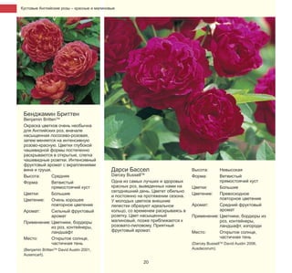 Кустовые Английские розы – красные и малиновые

Бенджамин Бриттен

Benjamin BrittenTM
Окраска цветков очень необычна
для Английских роз, вначале
насыщенная лососево-розовая,
затем меняется на интенсивную
розово-красную. Цветки глубокой
чашевидной формы постепенно
раскрываются в открытые, слегка
чашевидные розетки. Интенсивный
фруктовый аромат с вкраплениями
вина и груши.
Высота:
Средняя
Форма:
Ветвистый
прямостоячий куст
Цветки:
Большие
Цветение:
Очень хорошее
повторное цветение
Аромат:
Сильный фруктовый
аромат
Применение: Цветники, бордюры
из роз, контейнеры,
ландшафт
Место:
Открытое солнце,
частичная тень

(Benjamin BrittenTM David Austin 2001,
Ausencart).

Дарси Бассел

Darcey BussellTM
Одна из самых лучших и здоровых
красных роз, выведенных нами на
сегодняшний день. Цветет обильно
и постоянно на протяжении сезона.
У молодых цветков внешние
лепестки образуют идеальное
кольцо, со временем раскрываясь в
розетку. Цвет насыщенный
малиновый, позже приближается к
розовато-лиловому. Приятный
фруктовый аромат.

Высота:
Форма:

Невысокая
Ветвистый
прямостоячий куст
Цветки:
Большие
Цветение:
Превосходное
повторное цветение
Аромат:
Средний фруктовый
аромат
Применение: Цветники, бордюры из
роз, контейнеры,
ландшафт, изгороди
Место:
Открытое солнце,
частичная тень
(Darcey BussellTM David Austin 2006,
Ausdecorum).

20

 