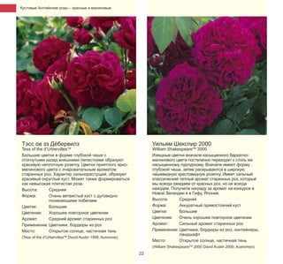 Кустовые Английские розы – красные и малиновые

Тэсс ов зэ Дёбервилз

Уильям Шекспир 2000

Tess of the d’UrbervillesTM
Большие цветки в форме глубокой чаши с
отогнутыми назад внешними лепестками образуют
красивую неплотную розетку. Цветки приятного яркомалинового цвета с очаровательным ароматом
старинных роз. Характер сильнорастущий, образует
красивый округлый куст. Может также формироваться
как невысокая плетистая роза.
Высота:
Средняя
Форма:
Очень ветвистый куст с дуговидно
поникающими побегами
Цветки:
Большие
Цветение:
Хорошее повторное цветение
Аромат:
Средний аромат старинных роз
Применение: Цветники, бордюры из роз
Место:
Открытое солнце, частичная тень

William ShakespeareTM 2000
Изящные цветки вначале насыщенного бархатномалинового цвета постепенно переходят к столь же
насыщенному пурпурному. Вначале имеют форму
глубокой чаши, затем раскрываются в широкую
чашевидную крестовидную розетку. Имеет сильный
классический теплый аромат старинных роз, который
мы всегда ожидаем от красных роз, но не всегда
находим. Получила награду за аромат на конкурсе в
Новой Зеландии и в Гифу, Япония.
Высота:
Средняя
Форма:
Аккуратный прямостоячий куст
Цветки:
Большие
Цветение:
Очень хорошее повторное цветение
Аромат:
Сильный аромат старинных роз
Применение: Цветники, бордюры из роз, контейнеры,
ландшафт
Место:
Открытое солнце, частичная тень

(Tess of the d’UrbervillesTM David Austin 1998, Ausmove).

22

(William ShakespeareTM 2000 David Austin 2000, Ausromeo).

 