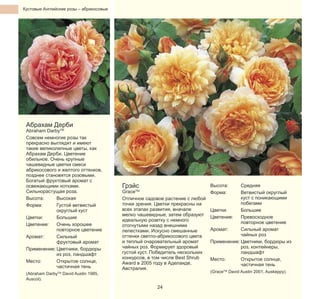 Кустовые Английские розы – абрикосовые

Абрахам Дерби

Abraham DarbyTM
Совсем немногие розы так
прекрасно выглядят и имеют
такие великолепные цветы, как
Абрахам Дерби. Цветение
обильное. Очень крупные
чашевидные цветки смеси
абрикосового и желтого оттенков,
позднее становятся розовыми.
Богатый фруктовый аромат с
освежающими нотками.
Сильнорастущая роза.
Высота:
Высокая
Форма:
Густой ветвистый
округлый куст
Цветки:
Большие
Цветение:
Очень хорошее
повторное цветение
Аромат:
Сильный
фруктовый аромат
Применение: Цветники, бордюры
из роз, ландшафт
Место:
Открытое солнце,
частичная тень

(Abraham DarbyTM David Austin 1985,
Auscot).

Грэйс

GraceTM
Отличное садовое растение с любой
точки зрения. Цветки прекрасны на
всех этапах развития, вначале
мелко чашевидные, затем образуют
идеальную розетку с немного
отогнутыми назад внешними
лепестками. Искусно смешанные
оттенки светло-абрикосового цвета
и теплый очаровательный аромат
чайных роз. Формирует здоровый
густой куст. Победитель нескольких
конкурсов, в том числе Best Shrub
Award в 2005 году в Аделаиде,
Австралия.
24

Высота:
Форма:

Средняя
Ветвистый округлый
куст с поникающими
побегами
Цветки:
Большие
Цветение:
Превосходное
повторное цветение
Аромат:
Сильный аромат
чайных роз
Применение: Цветники, бордюры из
роз, контейнеры,
ландшафт
Место:
Открытое солнце,
частичная тень
(GraceTM David Austin 2001, Auskeppy).

 