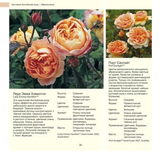 Кустовые Английские розы – абрикосовые

Порт Санлайт

Леди Эмма Хэмилтон

Lady Emma HamiltonTM
Эта красочная Английская роза
очень эффектна для создания
небольшого яркого акцента в
бордюре. Темные краснооранжевые бутоны контрастируют с
темной листвой. Окраска цветков
смеси мандаринового, оранжевого
и желтого оттенков, цветение очень
обильное. Очень сильный
очаровательный фруктовый
аромат с нотками груши, винограда
и цитруса. Получила награду за
лучший аромат на конкурсе в
г. Нант, Франция.

Высота:
Форма:

Средняя
Прямостоячий
ветвистый куст
Цветки:
Средние
Цветение:
Превосходное
повторное цветение
Аромат:
Очень сильный
фруктовый аромат
Применение: Цветники, бордюры,
контейнеры,
ландшафт, изгороди
Место:
Открытое солнце,
частичная тень

(Lady Emma HamiltonTM David Austin 2005,
Ausbrother).

26

Port SunlightTM
Цветки великолепного насыщенноабрикосового цвета, более светлые
по краям. Лепестки уложены в
форме густомахровой крестовидной
розетки. Только что появившиеся
листья бронзово-красного оттенка,
с возрастом становятся темнозелеными. Богатый аромат чайных
роз. Исключительно выносливая
кустовая роза и очень устойчива к
болезням.
Высота:
Средняя
Форма:
Прямостоячий
ветвистый куст
Цветки:
Большие
Цветение:
Очень хорошее
повторное цветение
Аромат:
Сильный аромат
чайных роз
Применение: Цветники, бордюры,
контейнеры,
ландшафт
Место:
Открытое солнце,
частичная тень
(Port SunlightTM David Austin 2007, Auslofty).

 