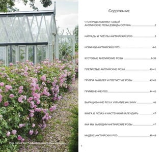 СОДЕРЖАНИЕ
ЧТО ПРЕДСТАВЛЯЮТ СОБОЙ
АНГЛИЙСКИЕ РОЗЫ ДЭВИДА ОСТИНА ..................................2
НАГРАДЫ И ТИТУЛЫ АНГЛИЙСКИХ РОЗ ................................3
НОВИНКИ АНГЛИЙСКИХ РОЗ................................................4-5
КУСТОВЫЕ АНГЛИЙСКИЕ РОЗЫ ........................................6-39
ПЛЕТИСТЫЕ АНГЛИЙСКИЕ РОЗЫ....................................40-41
ГРУППА РАМБЛЕР И ПЛЕТИСТЫЕ РОЗЫ ..........................42-43
ПРИМЕНЕНИЕ РОЗ................................................................44-45
ВЫРАЩИВАНИЕ РОЗ И УКРЫТИЕ НА ЗИМУ ........................46
КНИГА О РОЗАХ И НАСТЕННЫЙ КАЛЕНДАРЬ ....................47
КАК МЫ ВЫВОДИМ АНГЛИЙСКИЕ РОЗЫ ..............................47
ИНДЕКС АНГЛИЙСКИХ РОЗ ..............................................48-49
Роза Harlow CarrTM, сформованная в виде изгороди.

1

 