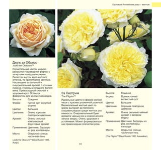 Кустовые Английские розы – желтые

Джуж зэ Обскюр

Jude the ObscureTM
Изумительные цветки широко
раскрытой чашевидной формы с
загнутыми назад лепестками.
Лепестки внутри ярко-желтого
оттенка, по краям более светлые.
Награждена за сильный и
очаровательный аромат с нотками
лимона, гуайявы и сладкого белого
вина. Превосходный сильный и
здоровый куст. Остается
фаворитом для многих садоводов.
Высота:
Средняя
Форма:
Густой куст округлой
формы
Цветки:
Большие
Цветение:
Очень хорошее
повторное цветение
Аромат:
Очень сильный
комплексный
фруктовый аромат
Применение: Цветники, бордюры
из роз, контейнеры
Место:
Открытое солнце,
частичная тень
(Jude the Obscure
Ausjo).

TM

David Austin 1995,

Зэ Пилгрим

The Pilgrim
Идеальные цветки в форме мелкой
чаши с красиво уложенной розеткой.
Великолепный желтый цвет по
краям выгорает до белесого,
создавая редкую среди желтых роз
нежность. Очаровательный букет
аромата чайных роз и классического
запаха мирры. Очень здоровая и
устойчивая. Может формироваться
как превосходная плетистая роза.
TM

Высота:
Форма:

Средняя
Прямостоячий
ветвистый куст
Цветки:
Большие
Цветение:
Хорошее повторное
цветение
Аромат:
Очень сильный чайный
аромат с запахом
мирры
Применение: Цветники, бордюры из
роз, контейнеры,
изгороди
Место:
Открытое солнце,
частичная тень

(The PilgrimTM David Austin 1991, Auswalker).

31

 