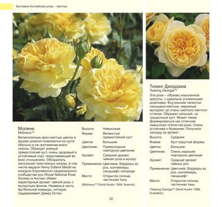 Кустовые Английские розы – желтые

Тизинг Джорджиа

Молине

MolineuxTM
Великолепные ярко-желтые цветки в
форме розетки появляются на кусте
обильно и на протяжении всего
сезона. Образует ровный
прямостоячий куст, очень здоровый и
устойчивый сорт, преуспевающий во
всех отношениях. Обладатель
нескольких престижных наград, в том
числе медали Henry Edland Medal на
конкурсе Королевского национального
сообщества роз (Royal National Rose
Society) в Англии. Имеет
характерный аромат чайной розы с
мускусным фоном. Названа в честь
футбольной команды, которую
поддерживает Дэвид Остин.

Высота:
Форма:

Невысокая
Ветвистый
прямостоячий куст
Цветки:
Большие
Цветение:
Превосходное
повторное цветение
Аромат:
Средний аромат,
чайная роза и мускус
Применение: Цветники, бордюры из
роз, контейнеры,
ландшафт, изгороди
Место:
Открытое солнце,
частичная тень
(MolineuxTM David Austin 1994, Ausmol).

32

Teasing GeorgiaTM
Эта роза – образец изысканной
красоты, с идеально уложенными
розетками. Внутренние лепестки
насыщено-желтые, наружные
выгорают до очень светлого желтого
оттенка. Образует сильный, но
грациозный куст. Может также
формироваться как отличная
невысокая плетистая роза. Очень
устойчива к болезням. Получила
награду за аромат.
Высота:
Средняя
Форма:
Куст округлой формы
Цветки:
Большие
Цветение:
Очень хорошее
повторное цветение
Аромат:
Средний аромат
чайных роз
Применение: Цветники, бордюры из
роз, контейнеры,
ландшафт
Место:
Открытое солнце,
частичная тень

(Teasing GeorgiaTM David Austin 1998,
Ausbaker).

 