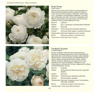 Кустовые Английские розы – белые и кремовые

Клэр Остин

Claire AustinTM
Прелестные нежно-желтые бутоны раскрываются в
большие бело-кремовые цветы в форме глубокой
чаши. Сильный запах мирры. Образуют элегантный
куст с дуговидно поникающими побегами с густыми
ярко-зелеными листьями. Сильный и здоровый сорт.
Можно выращивать как невысокую плетистую розу.
Названа в честь дочери Дэвида Остина.
Высота:
Средняя
Форма:
Куст с дуговидно поникающими побегами
Цветки:
Большие
Цветение:
Очень хорошее повторное цветение
Аромат:
Сильный запах мирры с ароматом ванили
Применение: Цветники, бордюры из роз, срезка
Место:
Открытое солнце, частичная тень
(Claire AustinTM David Austin 2007, Ausprior).

Личфилд Энджел

Lichfield AngelTM
Бутоны в форме глубокой чаши распускаются в
красивые чашевидные розетки и затем приобретают
великолепную куполообразную форму. Цвет кремовоабрикосовый, позже выгорает до кремово-белого. В
массе создает впечатление белого цвета. Легкий
аромат гвоздики. Образует сильнорослый и очень
красивый куст округлой формы. Названа в честь
скульптуры из песчаника 8-го века, найденной в соборе
Lichfield Cathedral, Англия.
Высота:
Средняя
Форма:
Сильнорослый ветвистый куст округлой
формы
Цветки:
Большие
Цветение:
Превосходное повторное цветение
Аромат:
Легкий аромат гвоздики
Применение: Цветники, бордюры из роз, контейнеры,
ланшафт, изгороди.
Место:
Открытое солнце, частичная тень
34

(Lichfield AngelTM David Austin 2006, Ausrelate).

 