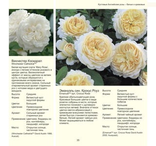 Кустовые Английские розы – белые и кремовые

Винчестер Кэсидрал

Winchester CathedralTM
Белая мутация сорта ‘Mary Rose’,
иногда с легким оттенком розового в
центре цветка. Великолепный
эффект от массы цветков на ветвях
куста, которые образуются с
одинаковыми интервалами на
протяжении всего сезона. Сильный
очаровательный аромат старинных
роз с нотками меда и цветущего
миндаля.
Высота:
Средняя
Форма:
Ветвистый куст
округлой формы
Цветки:
Большие
Цветение:
Превосходное
повторное цветение
Аромат:
Сильный аромат
старинных роз
Применение: Цветники, бордюры из
роз, контейнеры,
ландшафт, изгороди
Место:
Открытое солнце,
частичная тень

(Winchester CathedralTM David Austin 1988,
Auscat).

Эмануэль син. Крокус Роуз

EmanuelTM syn. Crocus Rose
Крепкая обильноцветущая роза.
Красивые большие цветки в виде
розеток собраны в кисти, которые
элегантно поникают с дуговидно
изогнутых ветвей. Вначале оттенок
цветка светло-абрикосовый с
кремовыми внешними лепестками,
затем быстро становится кремовобелым. Легкий аромат чайных роз.
Может выращиваться в любом
климате.

35

Высота:
Форма:

Средняя
Ветвистый куст
округлой формы с
большим количеством
побегов
Цветки:
Большие
Цветение:
Превосходное
повторное цветение
Аромат:
Легкий чайный аромат
Применение: Цветники, бордюры из
роз, контейнеры,
ландшафт, изгороди
Место:
Открытое солнце,
частичная тень

(EmanuelTM syn. Crocus Rose David Austin
2000, Ausquest).

 