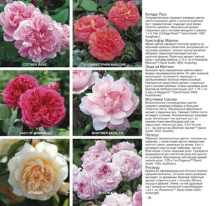 Котедж Роуз

Очаровательные среднего размера цветки
светло-розового цвета с рыхлой розеткой.
Куст прямостоячий, подходит для более
строгого дизайна. Изысканный аромат
старинных роз с нотками миндаля и сирени.
1 x 0.75м (Cottage RoseTM David Austin 1987,
Ausglisten).

Кристофэр Марлоу

COTTAGE ROSE

CHRISTOPHER MARLOWE

Яркие цветки образуют плотную розетку из
оранжево-красных лепестков, выгорающих до
лососево-розового. Сильно изогнутые ветви
образуют невысокий раскидистый куст
округлой формы. Приятный аромат чайной
розы с нотками лимона. 0.75 x 1м (Christopher
MarloweTM David Austin 2002, Ausjump).

Леди ов Меггинч

Большие ярко-окрашенные цветки имеют
форму чашевидной розетки. Их цвет вначале
малиновый, постепенно переходит в
необыкновенно богатый темно-розовый.
Прекрасный фруктовый аромат старинных
роз с нотками малины. Очень здоровая роза.
Красивый свободно растущий куст. 1.25 x 1м
(Lady of MegginchTM David Austin 2006,
Ausvolume).

Мортимер Саклер

LADY OF MEGGINCH

MORTIMER SACKLER

Великолепные полумахровые цветки
среднего размера собраны в большие
открытые кисти. Изысканный фруктовый
аромат старинных роз. Темные стебли почти
не имеют колючек. Исключительно здоровая
роза. Используют как крупный куст на
заднем плане миксбордера или как
невысокую плетистую розу. 1.5 x 1м или
2.5 - 3м плетистая (Mortimer SacklerTM David
Austin 2002, Ausorts).

Пегасус

Образует великолепные цветки, похожие на
камелию, с лепестками яркого абрикосовожелтого цвета, кремовые по краям. Куст с
дуговидно изогнутыми побегами, листья
блестящие. Очень здоровая роза. Прекрасно
формируется как плетистая роза или вьется
по шпалере. Изысканный настоящий аромат
чайной розы. 1.25 x 1м (PegasusTM David
Austin 1995, Ausmoon).

Роузмур

PEGASUS

ROSEMOOR

Идеально сформированная плотная розетка
средней величины. Оттенок нежно-розовый,
выгорает со временем. Крепкий приятный
аромат старинных роз с нотками яблока,
огурца и фиалки. Очень густой здоровый
куст прекрасно смотрится в миксбордере.
1.25 x 1м (RosemoorTM David Austin 2004,
Austough).

38

 