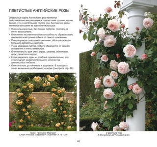 ПЛЕТИСТЫЕ АНГЛИЙСКИЕ РОЗЫ

Отдельные сорта Английских роз являются
действительно выдающимися плетистыми розами, но мы
верим, что и как большая группа роз, Английские розы
являются лучшими из всех плетистых роз.
• Они сильнорослые, без тонких побегов, поэтому их
легко выращивать.
• Они имеют исключительную способность образовывать
цветки по всей длине побега от самого основания.
• Они регулярно повторяют цветение, образуя каскады
больших ароматных цветков.
• У них красивая листва, побеги образуются от самого
основания и очень ветвистые.
• Они идеальны для стен, оград, шпалер, обелисков,
арок, решеток и пергол.
• Если закрепить один из стеблей горизонтально, это
стимулирует развитие большого количества
цветоносных побегов.
• Они сильные, устойчивые и здоровые. В холодных
зонах возможно необходимо укрытие (смотрите стр. 46).

Краун Принцесс Маргарэт
Crown Princess MargaretaTM (Auswinter) 1.75 – 2m

Э Шропшир Лэд
A Shropshire LadTM (Ausled) 2.5m

40

 