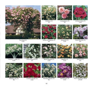 Goldfinch (Р)
3m

Paul Noël (Р)
3.5m

Compassion (П)
3m

Crimson Glory (П)
4.5m

Étoile de Hollande (П)
6m

Alchymist (П)
3.5m

Cécile Brunner (П)
6m

Francis E. Lester (Р)
4.5m

Snow GooseTM (Р)
3m

Blush Noisette (П)
2.5m

Maigold (П)
3.5m

Albertine (Р)
6m

Wedding Day (Р)
9m

Crimson Shower (Р)
3.5m

Rambling Rector (Р)
6m

Veilchenblau (Р)
4.5m

Paul’s Himalayan Musk
(Р) 9m

43

 