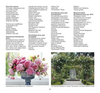 Розы без шипов
Эти розы совершенно или
почти без шипов:
Кустовые розы:
A Shropshire Lad
Golden Celebration
James Galway
Jubilee Celebration
Mortimer Sackler
Wollerton Old Hall
Плетистые и рамблеры:
A Shropshire Lad
Goldfinch
James Galway
Mortimer Sackler
Veilchenblau
Wollerton Old Hall

Ароматные Английские
розы
Английские розы славятся
своим богатым ароматом.
Аромат роз состоит из
многих оттенков и может
быть пяти типов: старинных
роз, чайных роз, фруктовый,
мускусный и мирры

(ароматной смолы), или их
очаровательный букет. Эти
сорта наиболее ароматны:
Claire Austin
Gentle Hermione
Gertrude Jekyll
Golden Celebration
Harlow Carr
Jubilee Celebration
Lady Emma Hamilton
Munstead Wood
Strawberry Hill
Scepter’d Isle
The Generous Gardener
Wild Edric
Wollerton Old Hall
Young Lycidas

Harlow Carr
Hyde Hall
The AlnwickTM Rose

Английские розы для
контейнеров
Английские розы можно
выращивать в больших
контейнерах при условии,
что зимой в случае
необходимости они будут
надежно защищены.
Приводим несколько
наиболее рекомендуемых
сортов:
Charlotte
Christina
Darcey Bussell
Emanuel
Golden Celebration
Harlow Carr
Jubilee Celebration
Lady Emma Hamilton
Lady of Shalott
Molineux
Munstead Wood
Susan Williams-Ellis
The AlnwickTM Rose

Англисйкие розы для
изгородей
Английские розы можно
формировать в виде
прекрасных цветущих
изгородей, которые лучше
растут в теплом климате.
Вот несколько лучших
сортов:
Christina

Композиция из роз Harlow Carr и Eglantyne

45

Wildeve
William and Catherine
Young Lycidas

Морозостойкие
Английские розы до -30°C
Приводим список
Английских роз, которые
можно выращивать в
холодной климате
(выдерживают до -30°C )
при зимнем укрытии.
A Shropshire Lad
Abraham Darby
Charlotte
Crown Princess Margareta
Emanuel
Gentle Hermione
Gertrude Jekyll
L.D.Braithwaite
Mary Rose
Scepter’d Isle
Sharifa Asma
Sophy’s Rose
Susan Williams-Ellis
Winchester Cathedral

The Generous Gardener со статуей «Три грации» в питомнике Дэвида Остина

 