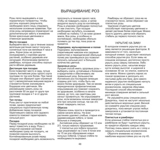 Розы легко выращивать и они
поразительно толерантны. Чтобы
достичь хорошего результата,
необходимо всего лишь следовать
нескольким основным правилам. При
этом розы непременно отреагируют на
дополнительную заботу и внимание
более красочным цветением и
отменным здоровьем.
Место посадки
Выбирайте место, где в течение сезона
вегетации растения смогут получать
солнечные лучи как минимум 4 часа в
день. Корни розы не должны
конкурировать с корнями других
растений, особенно деревьев или
изгородей. Исключением являются
рамблеры, которые способны хорошо
расти вблизи деревьев.
Дистанция при посадке
Если позволяет место в саду, лучше
сажать Английские розы одного сорта
группами по три или более. При такой
посадке они образуют один огромный
куст с великолепным внешним видом и
становятся более значимыми в
бордюрах или цветниках. Мы
рекомендуем сажать розы на
расстоянии 50 см друг от друга при
групповой посадке и 1 м от других
растений.
Тип почвы
Розы растут практически на любой
почве, однако предпочитают
специально подготовленную почву.
Добавление перед посадкой
перегнившего навоза или садового
компоста поможет гарантировать
сильный рост.
Посадка
Перед посадкой розы необходимо на 30
минут поместить в воду. Розы с
открытой корневой системой
необходимо сразу же посадить, не
позволяя корням высохнуть.
Контейнированным розам перед
посадкой необходимо дать возможность

ВЫРАЩИВАНИЕ РОЗ

просохнуть в течение одного часа,
чтобы не повредить корни, и затем
аккуратно вынуть розу из контейнера.
Розы в упаковке необходимо полностью
от нее очистить. При посадке
необходимо заглубить основание
стеблей на глубину 7,5 см ниже уровня
земли. Все розы, а особенно в
контейнерах, необходимо обильно
поливать до тех пор, пока роза не
примется.
Подкормка, мульчирование и полив
Подкормка, мульчирование
(перегнившим навозом или садовым
компостом) и периодический обильный
полив уже принявшихся роз позволит
получить сильный рост и большое
количество цветков.
Здоровые розы
Лучший способ иметь здоровые розы –
выбирать сорта, устойчивые к болезням
и вредителям и обеспечивать им
правильный уход. Большинство
Английских роз последней селекции
созданы для того, чтобы быть как
можно более здоровыми. Тем не менее
периодическое профилактические
опрыскивание роз поможет сохранять
их здоровыми, особенно в начале
сезона, до того, как симптомы уже
начнут проявляться. Не опрыскивайте
розы, если возможны ночные заморозки
или при сильном солнце, так как это
может повредить листья.
Обрезка
Обрезка осень проста и проводится в
самом начале весны. На всех
растениях удаляют слабые, старые или
одревесневшие побеги, а также
больные и отмершие.
Английские розы обрезают на 1/3 или
2/3, только немного прореживая.
У плетистых роз побеги прошлого
года укорачивают на 3 или 4 почки или
на 15 см для образования новых
сильных побегов. Старые стебли по
необходимости вырезают.
46

Рамблеры не обрезают, пока им не
становится тесно, затем обрезают как
плетистые розы.
Удаление отцветших цветков
способствует повторному цветению и
делает растение более опрятным. Можно
просто удалять цветки или обрезать
стебель до первого полного листа.

УКРЫТИЕ НА ЗИМУ

В холодном климате укрытие роз на
зиму является решающим фактором. В
зависимости от того, насколько
холодный климат, существует несколько
способов укрытия роз. Если зимы не
слишком холодные, достаточно просто
укрыть розы сверху лапником. Либо
можно укрыть розы, насыпав вокруг
куста холмик высотой и шириной в
основании 30 см из опилок, компоста
или земли. Можно сделать каркас из
тонкой проволоки и заполнить его
листьями дуба или бука. Для самого
надежного укрытия необходимо нагнуть
ветви и укрыть их специальным
агроволокном, закрепив обручами.
Последний способ обеспечивает
минимум отмирания ветвей и сильный
рост весной.
Не укрывайте розы слишком рано.
Дождитесь, пока не наступят несколько
действительно морозных дней. Весной
не снимайте укрытие слишком рано:
дождитесь, пока минует угроза любых
заморозков и установится постоянная
теплая погода.
Плетистые и рамблеры
Если длинные стебли плетистых роз и
рамблеров не будут тщательно укрыты,
их придется обрезать каждую зиму.
Поэтому очень важно снять их с опор и
накрыть специальным агроволокном.
Обратите внимание на список
наиболее морозостойких роз на стр 45.

 