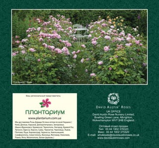 The AlnwickTM Rose

Ваш региональный представитель:

D AV I D A U ST I N ® R O SE S
www.plantarium.com.ua
Мы доставляем Розы Дэвида Остина оптом по всей Украине (
Киев, Донецк, Харьков, Днепропетровск, Запорожье,
Ивано-Франковск, Кременчуг, Тернополь, Ужгород, Кривой Рог,
Луганск, Одесса, Херсон, Сумы, Чернигов, Черновцы, Львов,
Полтава, Луцк, Кировоград, Черкассы, Хмельницкий,
Симферополь, Севастополь, Винница, Житомир, Николаев,
Ровно, Ялта, Мелитополь, Белая Церковь.)

UK OFFICE
David Austin Rose Nursery Limited,
Bowling Green Lane, Albrighton,
Wolverhampton WV7 3HB England.
Оптовый отдел продаж
Тел: 00 44 1902 376323
Факс: 00 44 1902 375320
E-mail: wholesale@davidaustinroses.co.uk
www.davidaustinroses.com

 