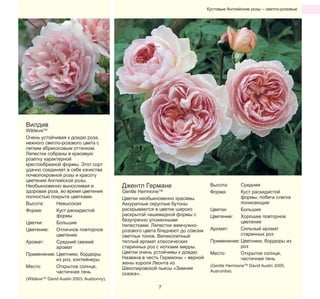 Кустовые Английские розы – светло-розовые

Вилдив

WildeveTM
Очень устойчивая к дождю роза,
нежного светло-розового цвета с
легким абрикосовым оттенком.
Лепестки собраны в красивую
розетку характерной
крестообразной формы. Этот сорт
удачно соединяет в себе качества
почвопокровной розы и красоту
цветения Английской розы.
Необыкновенно выносливая и
здоровая роза, во время цветения
полностью покрыта цветками.
Высота:
Невысокая
Форма:
Куст раскидистой
формы
Цветки:
Большие
Цветение:
Отличное повторное
цветение
Аромат:
Средний свежий
аромат
Применение: Цветники, бордюры
из роз, контейнеры
Место:
Открытое солнце,
частичная тень

(WildeveTM David Austin 2003, Ausbonny).

Джентл Германе

Gentle HermioneTM
Цветки необыкновенно красивы.
Аккуратные округлые бутоны
раскрываются в цветки широко
раскрытой чашевидной формы с
безупречно уложенными
лепестками. Лепестки жемчужнорозового цвета бледнеют до совсем
светлых тонов. Великолепный
теплый аромат классических
старинных роз с нотками мирры.
Цветки очень устойчивы к дождю.
Названа в честь Гермионы – верной
жены короля Леонта из
Шекспировской пьесы «Зимняя
сказка».
7

Высота:
Форма:

Средняя
Куст раскидистой
формы, побеги слегка
поникающие
Цветки:
Большие
Цветение:
Хорошее повторное
цветение
Аромат:
Сильный аромат
старинных роз
Применение: Цветники, бордюры из
роз
Место:
Открытое солнце,
частичная тень
(Gentle HermioneTM David Austin 2005,
Ausrumba).

 