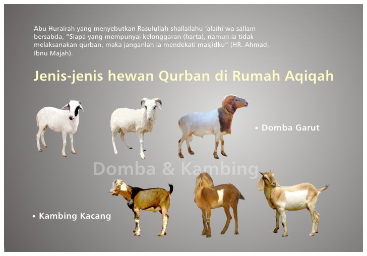 Katalog rumah aqiqah persiapan qurban lebih dini