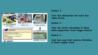 Gambar 2 :
Telur ikan dikeluarkan dari mulut ikan
tilapia betina.
Gambar 3 :
Telur ikan betina dimasukkan di dalam
bekas pengeraman tiruan hingga menetas.
Gambar 4 :
Anak ikan yang telah menetas diletakkan
di dalam sangkar kolam.
 