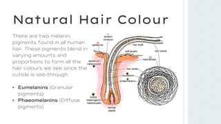Hair Color Science Blonde Theory in Hair colour and salon work | PDF