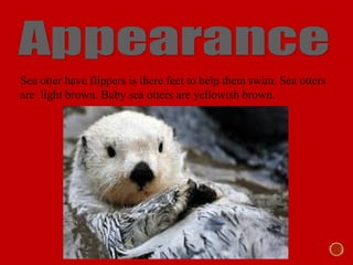 Sea otter have flippers is there feet to help them swim. Sea otters
are light brown. Baby sea otters are yellowish brown.
 